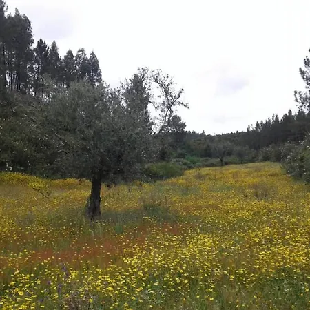 Palheirinho Zimbreira