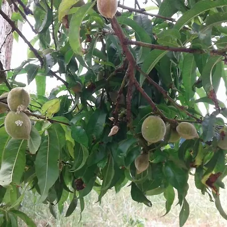 Palheirinho Feriehus