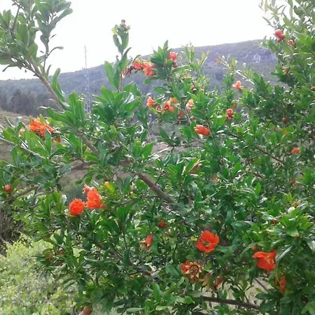 Tatil Evi Palheirinho