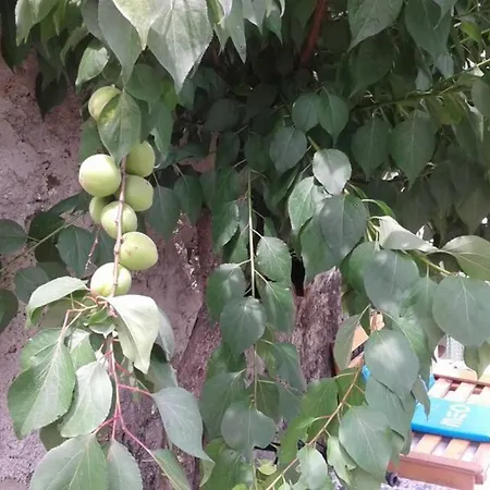 Tatil Evi Palheirinho