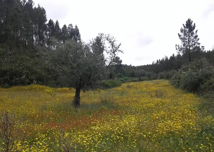 Palheirinho Zimbreira