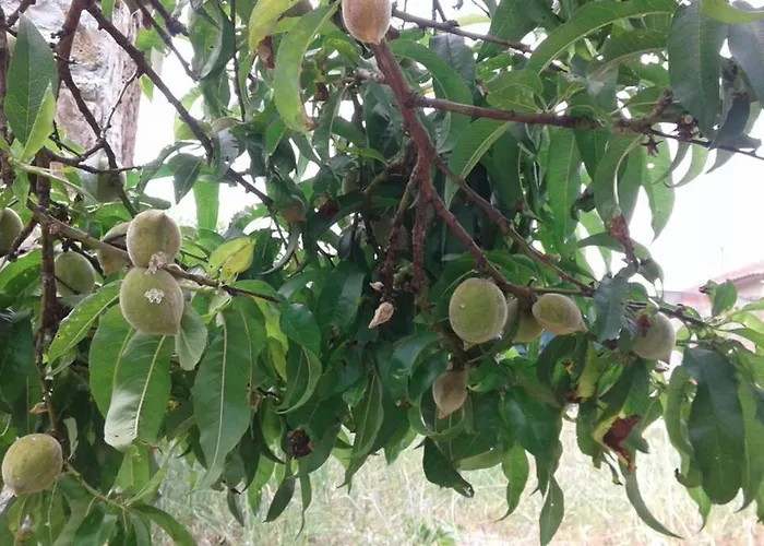 Palheirinho Дом отдыха